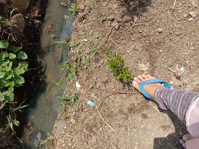 Tanaman Hias Pucuk Merah