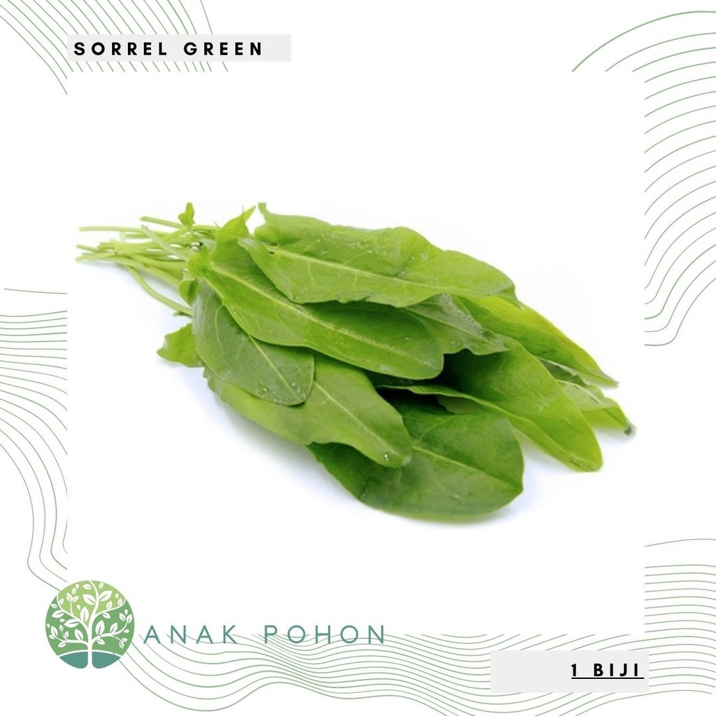 Benih Bibit Biji - Sorrel Green (Rumex acetosa) Salad Leaves Seeds - IMPORT