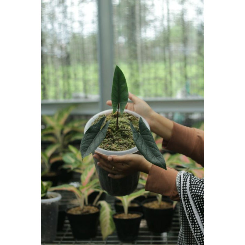 alocasia scalprum alocasia scalprum langka