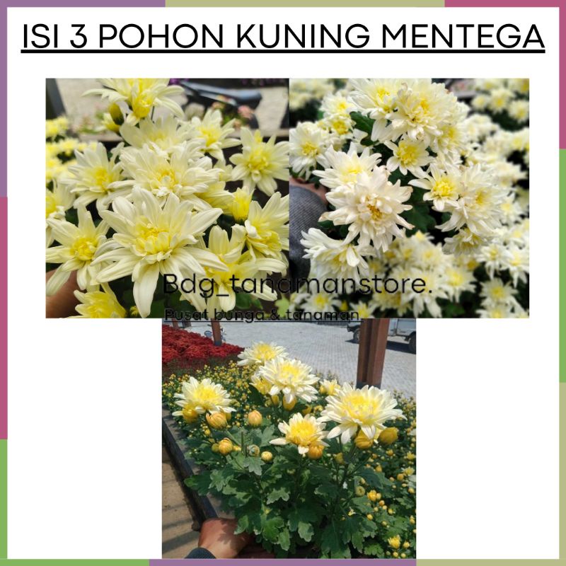 ISI 3 POHON TANAMAN BUNGA KRISAN SERUNI ASTER KUNING MENTEGA/LEMON KUALITAS SUPER