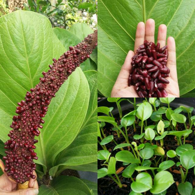 Benih anthurium jemani perbiji