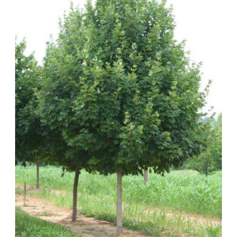 Benih Biji Pohon Japanese Maple Green