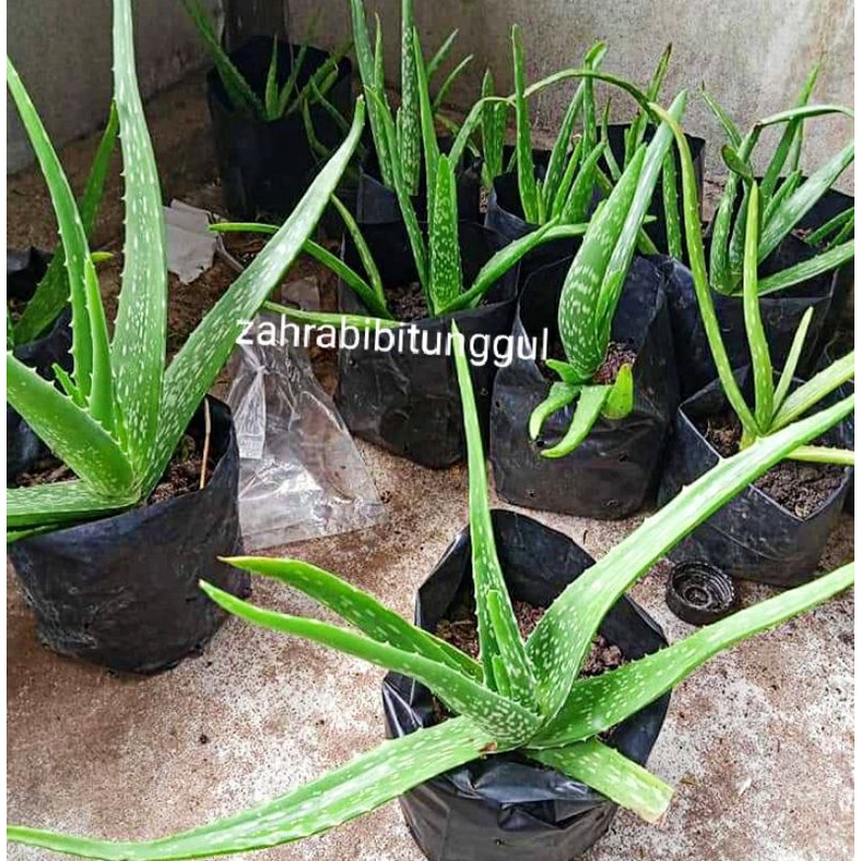Bibit lidah buaya jumbo Pontianak