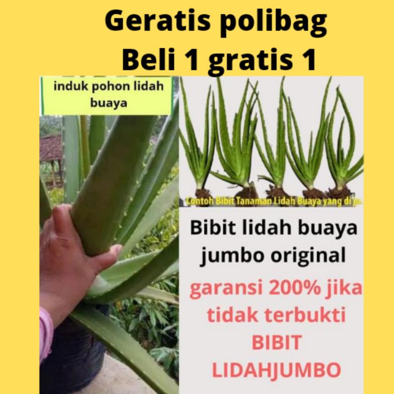 BIBIT LIDAH BUAYA JUMBO , ALOEVERA JUMBO, bibit lidah buaya jumbo, lidah buaya Pontianak,