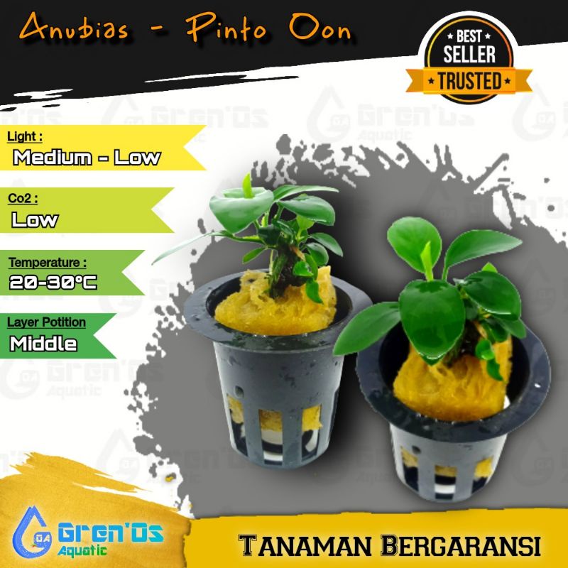 Anubias Pinto Oon Tanaman Aquascape Aquarium Low Co2