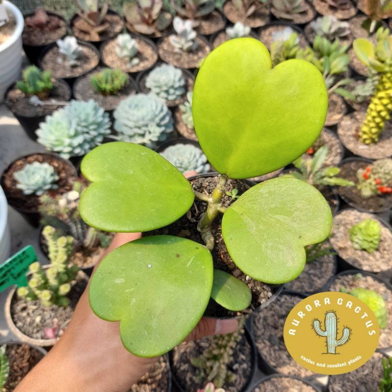 LOVE HOYA CLUSTER 5 DAUN