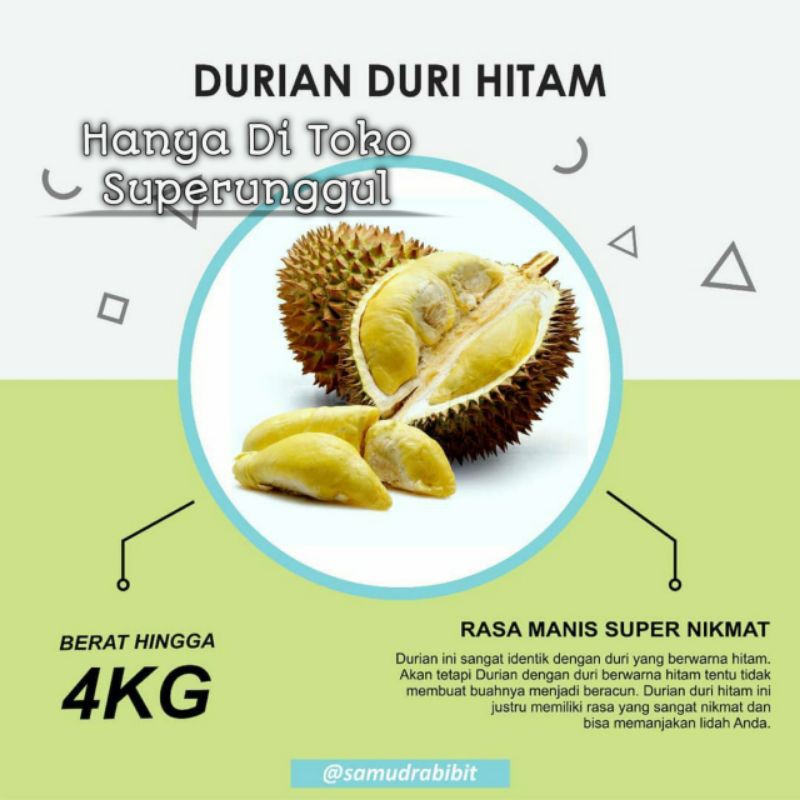 Tanaman Bibit Durian Duri Hitam Kaki Tiga