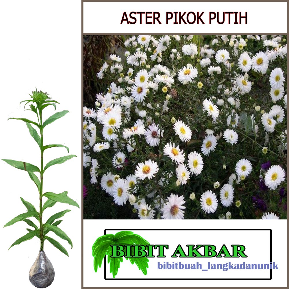 Bibit Tanaman Hias Bunga Aster Pikok Putih Shopee Indonesia