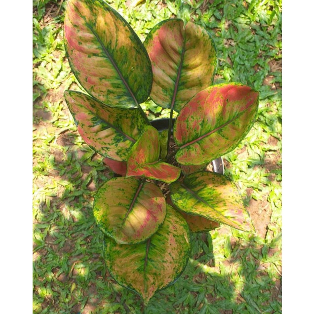 aglonema Heng heng Mutasi