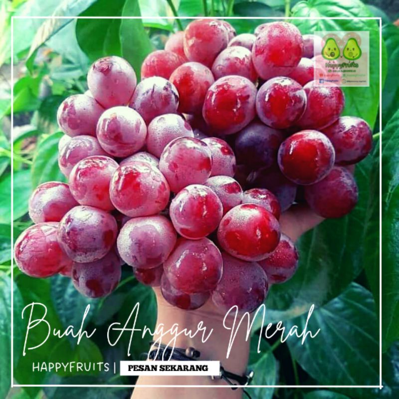 

BUAH ANGGUR MERAH HAPPYFRUITS 1KG