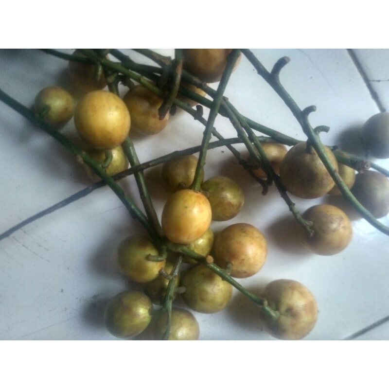 

BUAH MENTENG SEGAR ALAMI SATU KILO