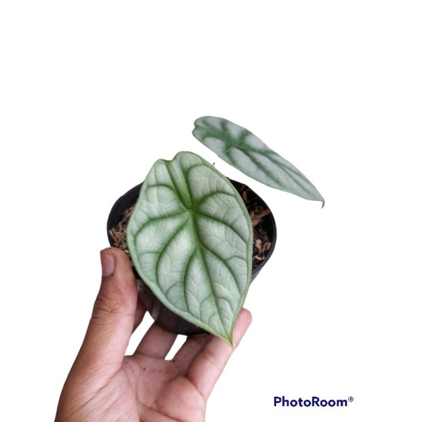 Bibit Alokasia Dragon Silver Alocasia Silver Dragon