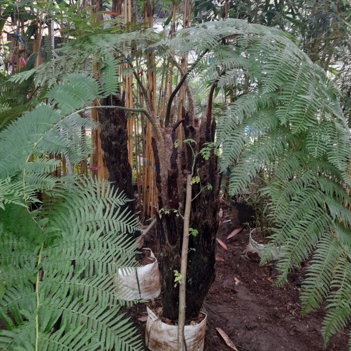 Pakis Monyet - Pohon pakis hutan