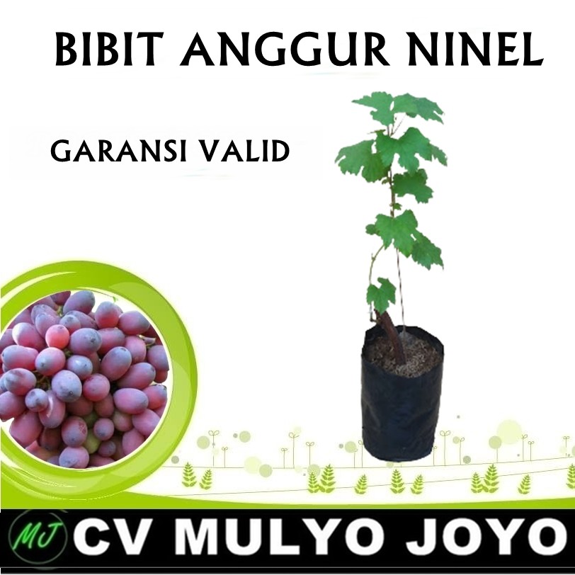 Bibit Anggur Jenis Import Ninel-ROOTSTOCK LOKAL
