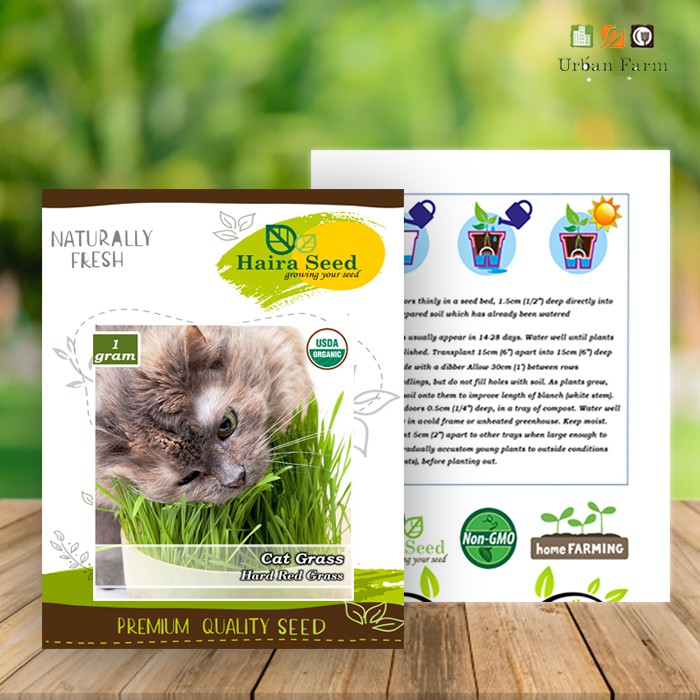 Benih-Bibit Cat Grass Organik (Haira Seed)