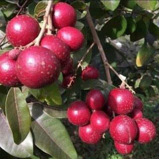 ENTRES KELENGKENG MERAH PREMIUM PUCUKAN MATA TUNAS