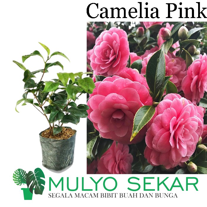 tanaman hias Bunga Camelia pink - Bibit bunga camelia bibit tanaman kamelia asli cangkok