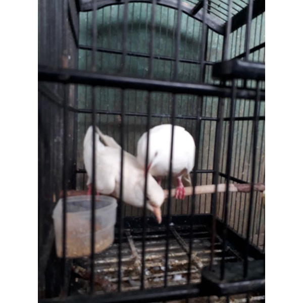 burung puter putih sepasang