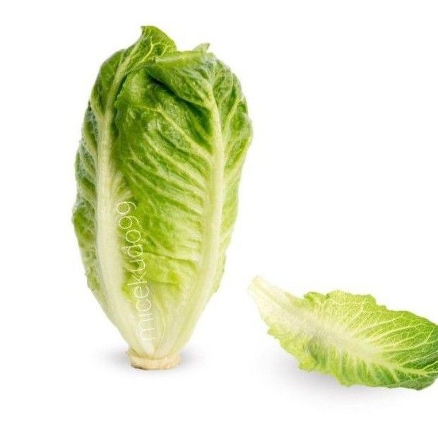 

SELADA BABY ROMANA 1/2 KG FRESH / BABY ROMAINE LETTUCE / COS