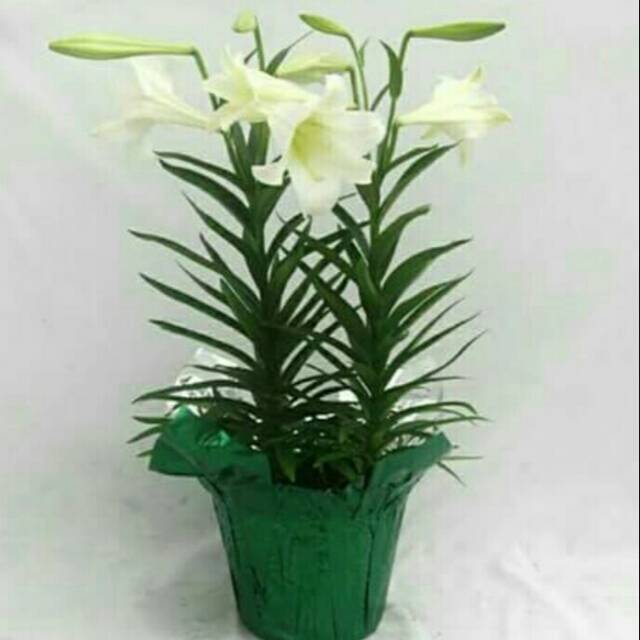 Bibit tanaman Bunga Esterlily atau lily putih