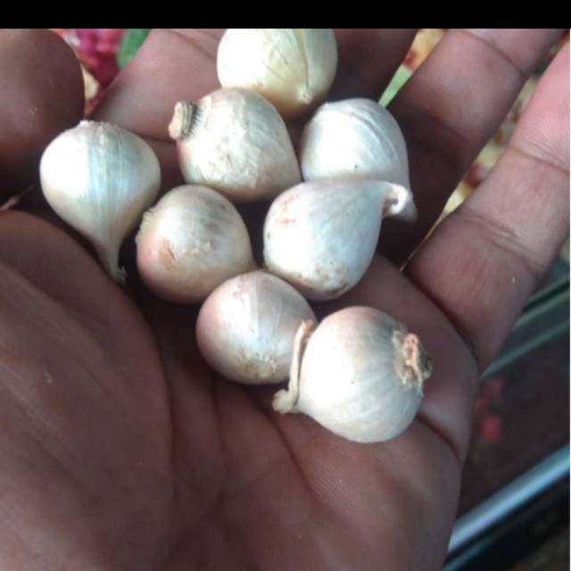 

bawang putih tunggal segar - 250gram
