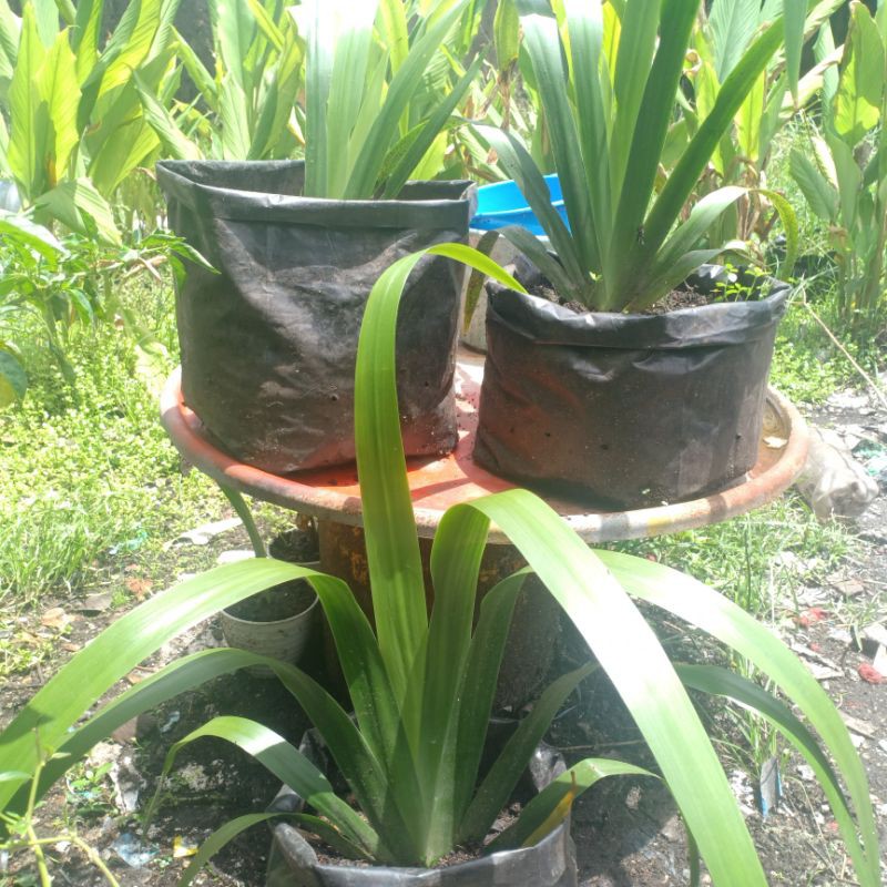 jeringau umbi merah (paket 3 jeringau dewasa bonus 1 anakan di gambar kedua)