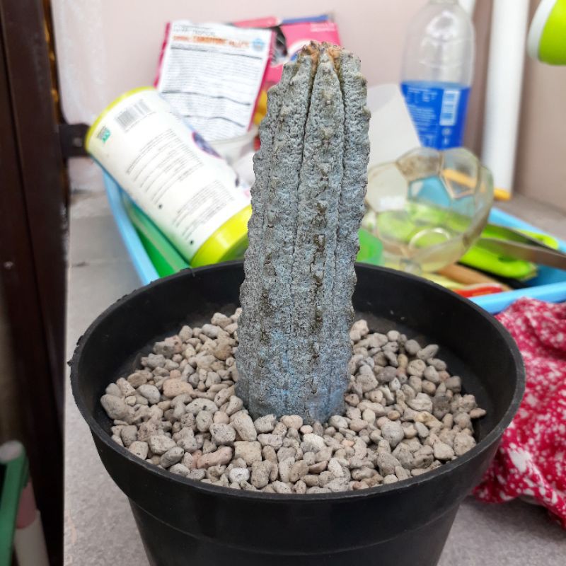 Kaktus Euphorbia Abdelkuri