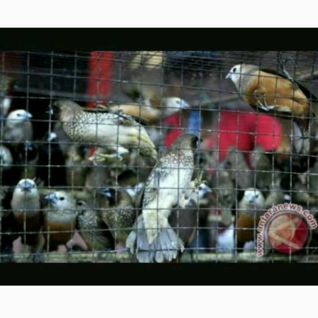 Burung emprit