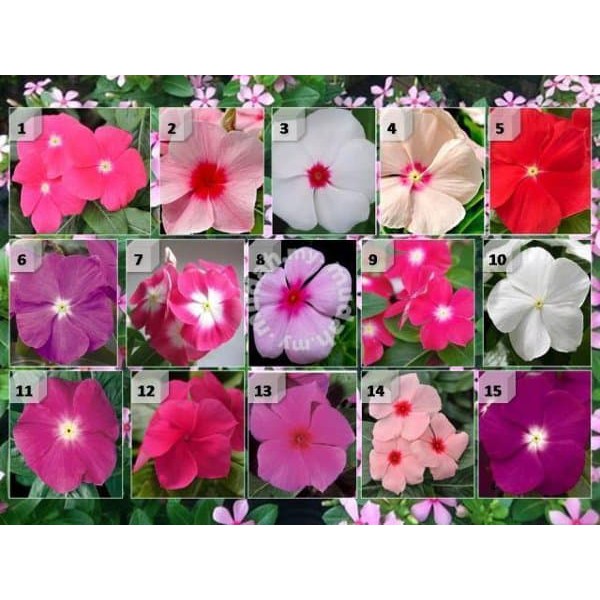 12butir biji benih bunga Vinca mixed | bunga tapak dara warna dan jenis campur | Shopee Indonesia
