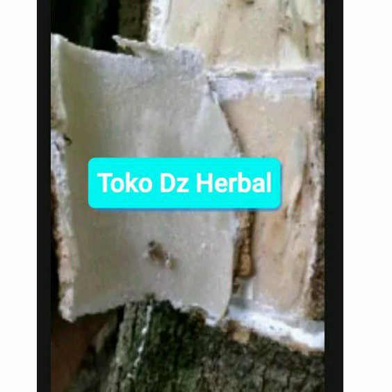 

Kulit pohon lame pohon pule atau pulay segar 500 gram-az