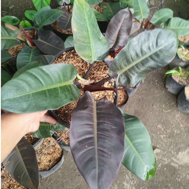 tanaman hias bunga philodendron black cardinal / philo black cardinal AGRO FARMLAND