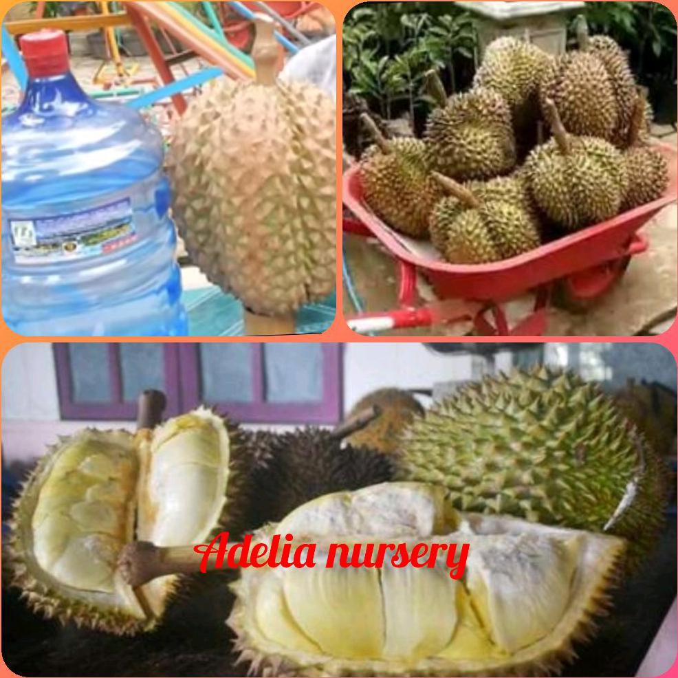 Bibit Buah Bibit Buah Durian Bawor #_*