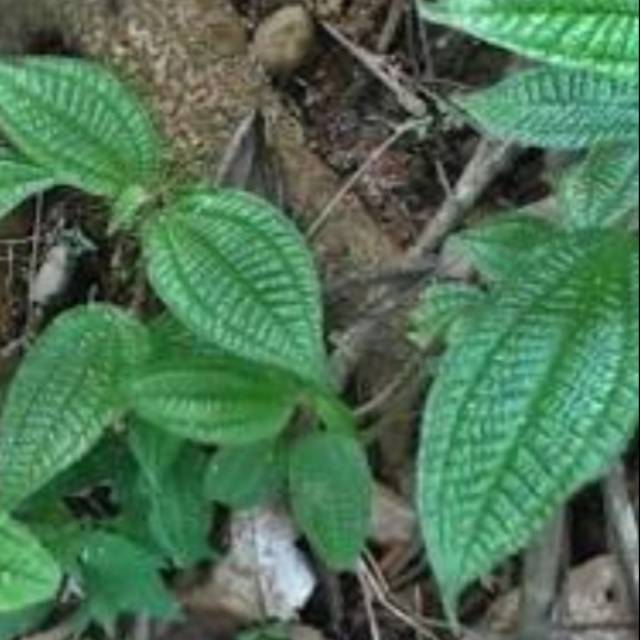 

Jual daun senggani bulu fresh 500gram