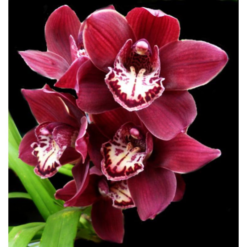 

cymbidium australi dewasa siap bunga