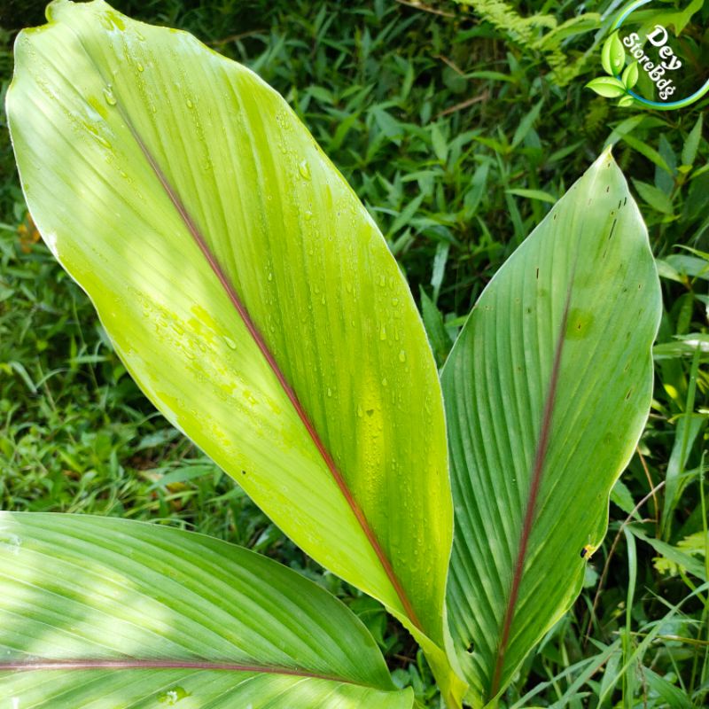 

Daun kunyit fres per 100 grm