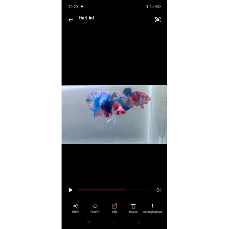 

Cupang MultyColour (Nemo cross candy)