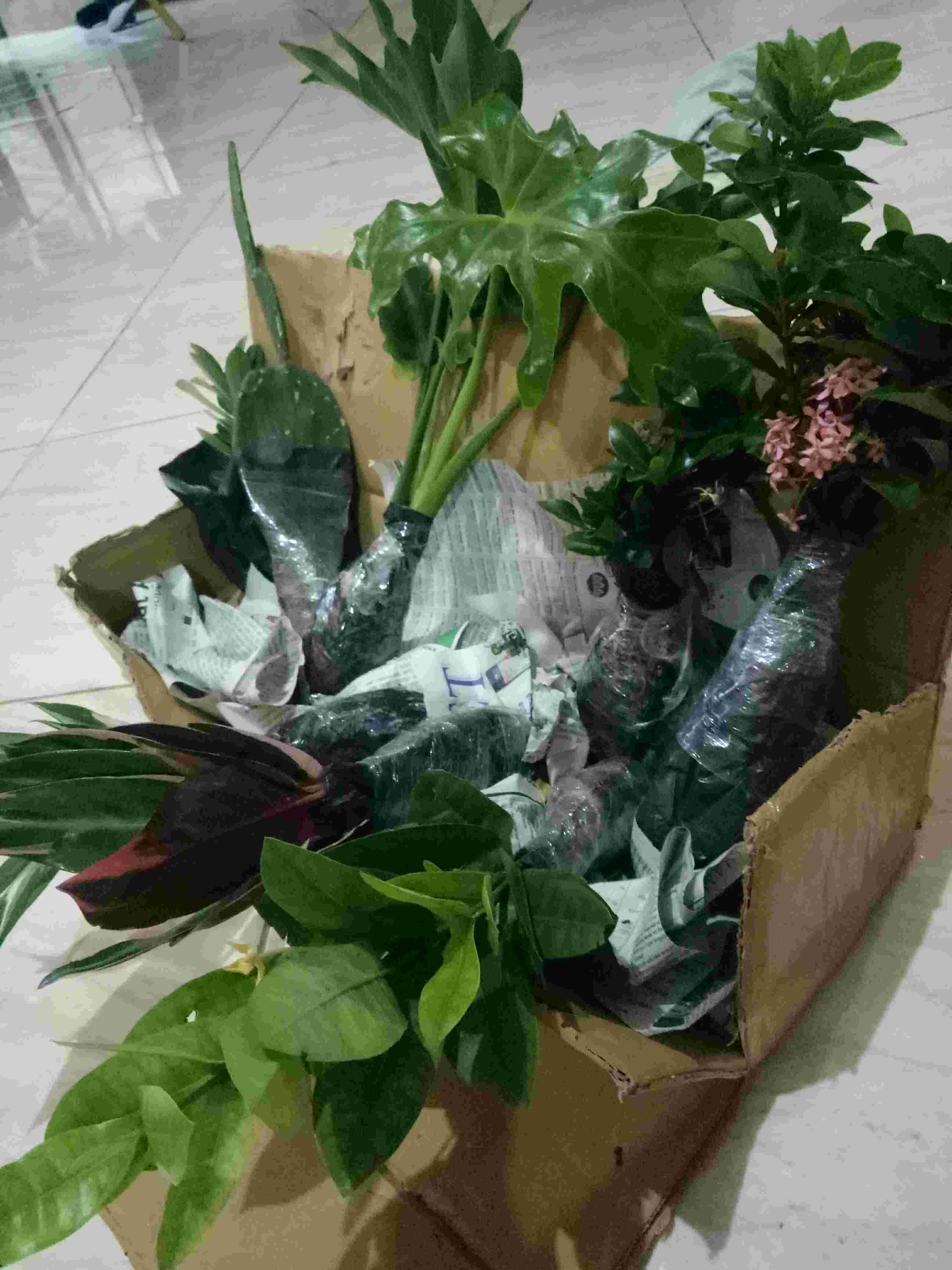 Tanaman Hias Soka Jambon Bunga Putih