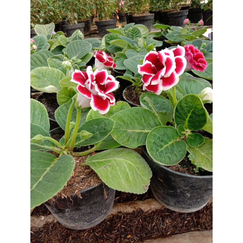 

gloxinia