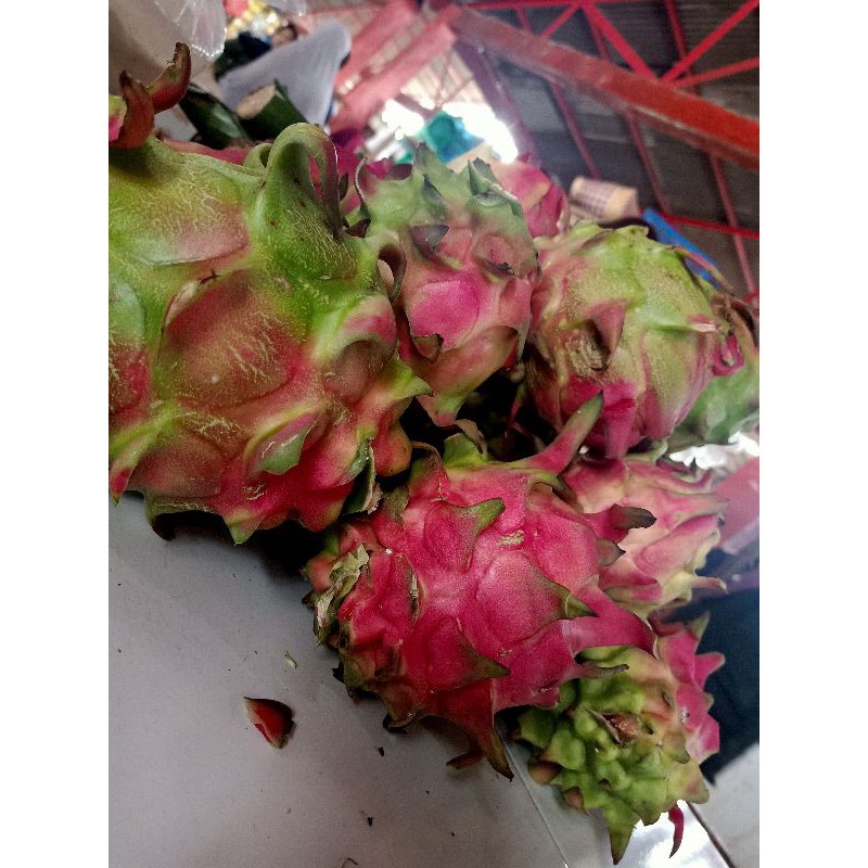 

BUAH NAGA MERAH FRESH 1KG
