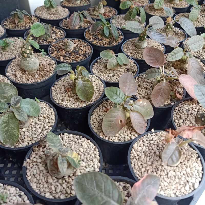 Mix Biji Tanaman Dorstenia Foetida Crispa Hybrid Varigata