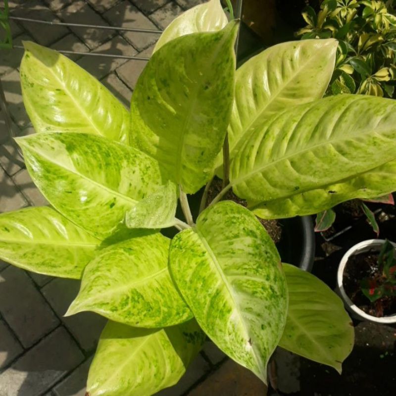 aglonema bigroy putih