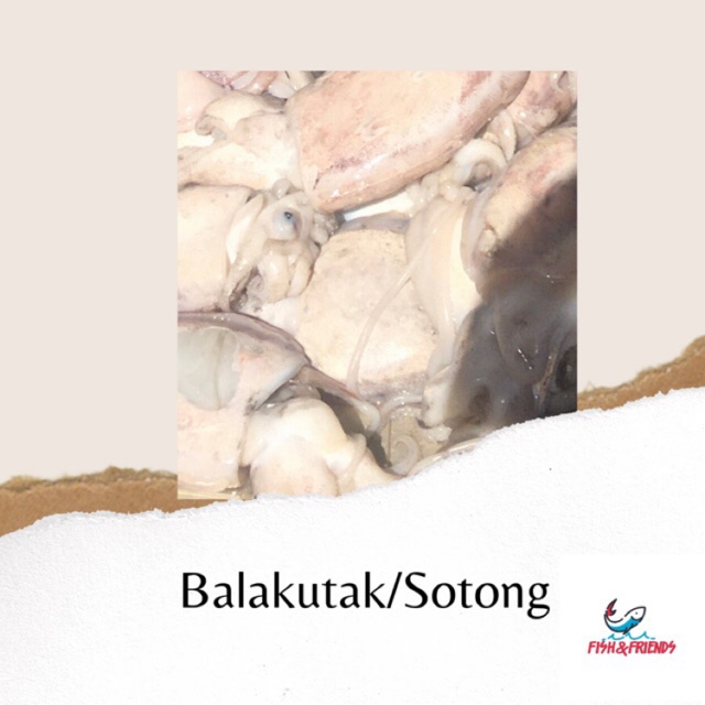 

BALAKUTAK ATAU SOTONG SEGAR BANDUNG - 1KG