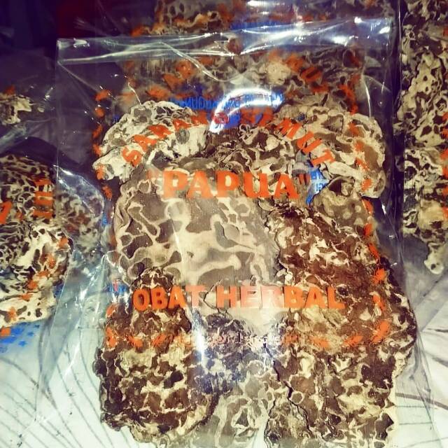 Sarang semut putih 100% asli papua