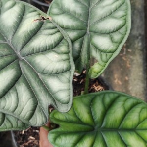 alocasia dragon scale