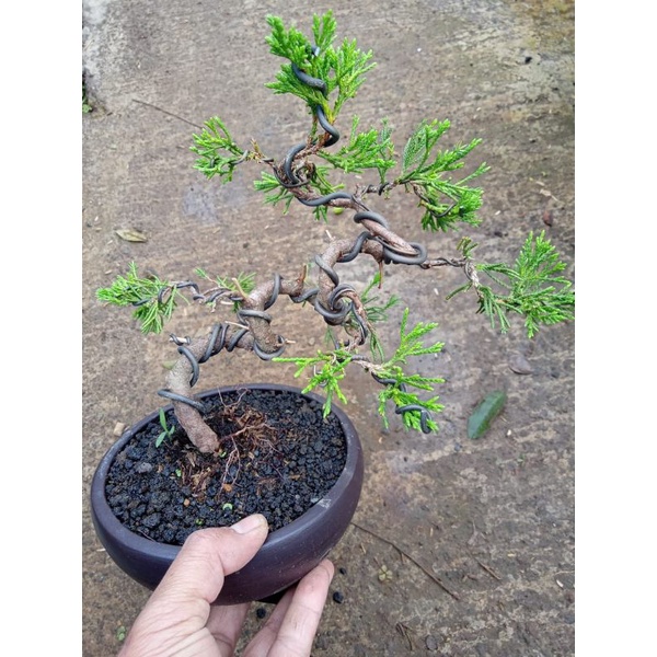 bonsai jadi cemara sinnensis ukuran smal.(realpict.)