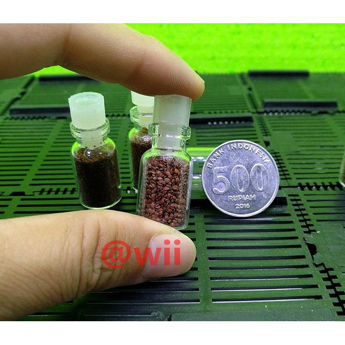bibit benih tanaman air carpet seed aquascape aquarium - MONTE CARLO