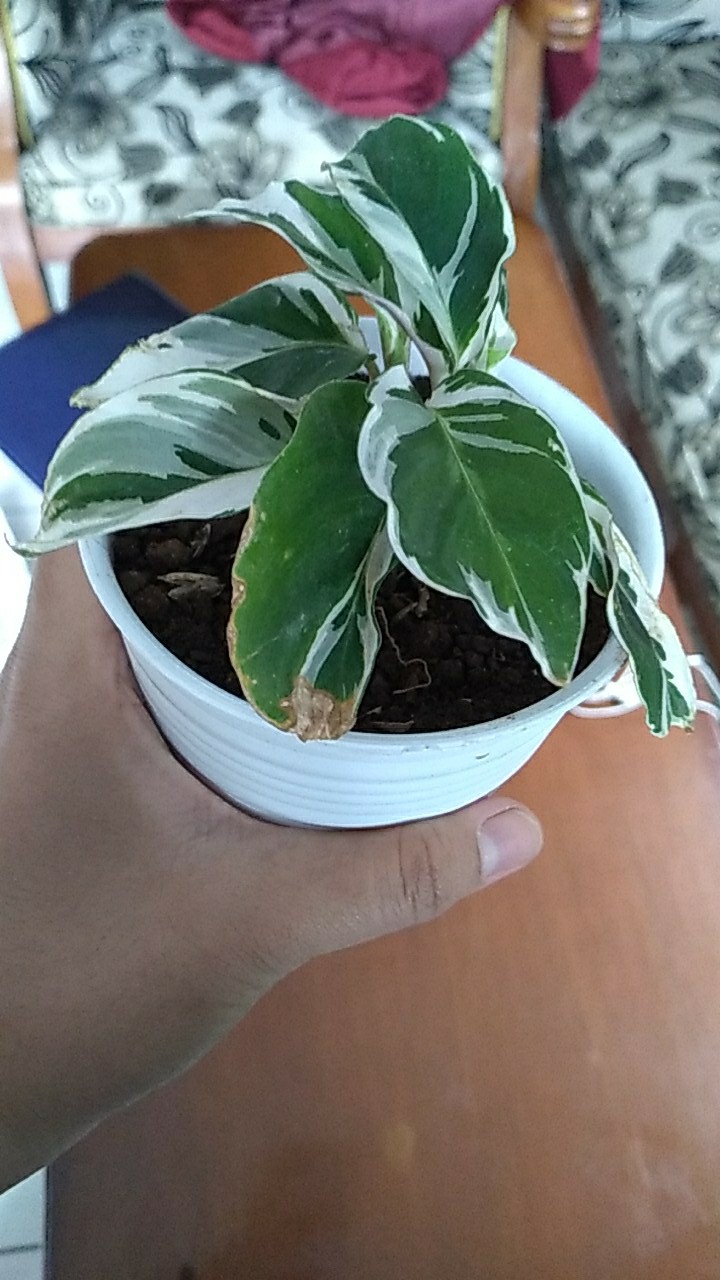 Calathea Tissue White Fussion