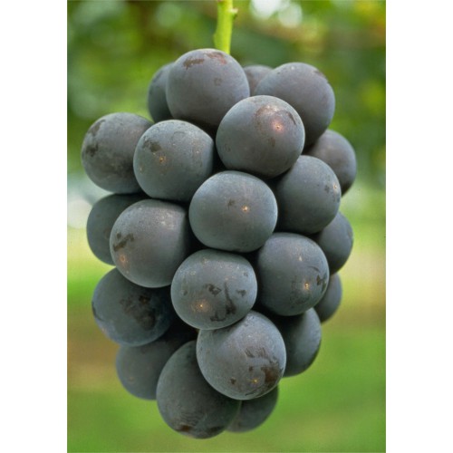 Bibit Anggur Kyoho, Tanaman Anggur Kyoho, Bibit Buah Anggur Kyoho Cepat Buah