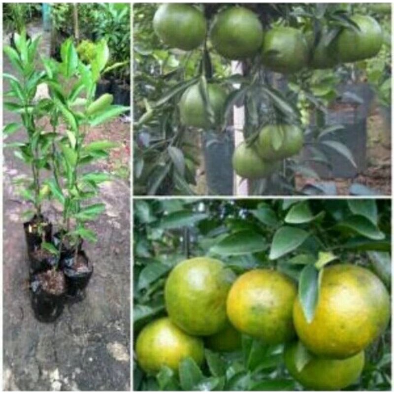 bibit jeruk bw lampung jeruk bw manis segar bibit hasil okulasi