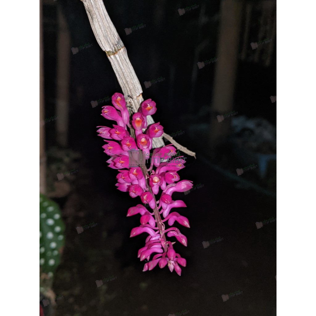 anggrek spesies dendrobium scundum